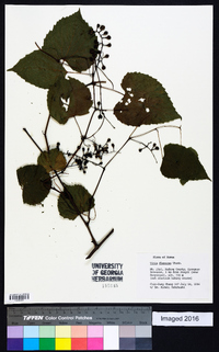 Vitis flexuosa image