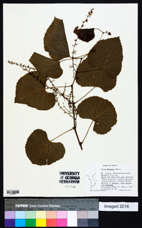 Vitis flexuosa image