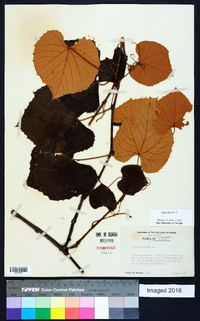 Vitis labrusca image