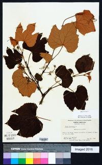 Vitis labrusca image