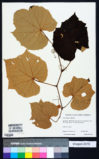 Vitis labrusca image