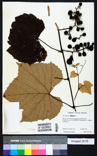 Vitis labrusca image