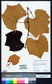 Vitis labrusca image