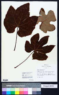 Vitis labrusca image