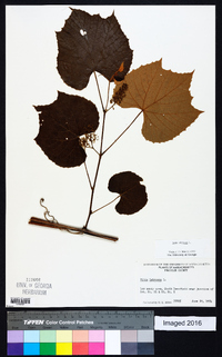 Vitis labrusca image