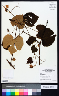 Vitis labrusca image