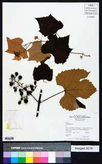 Vitis labrusca image