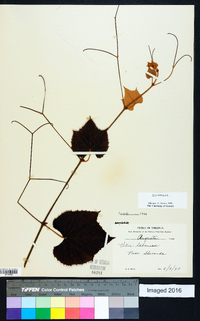 Vitis labrusca image