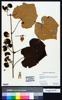 Vitis labrusca image