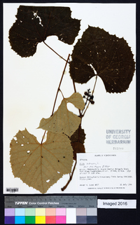 Vitis labrusca image