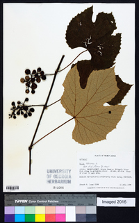 Vitis labrusca image