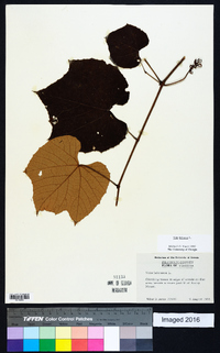 Vitis labrusca image