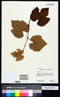 Vitis labrusca image