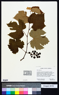 Vitis labrusca image