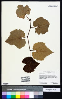 Vitis labrusca image