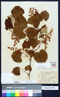 Vitis mustangensis image