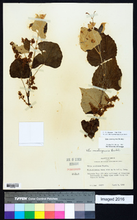 Vitis mustangensis image