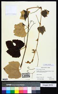 Vitis mustangensis image