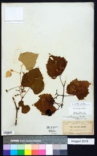 Vitis mustangensis image