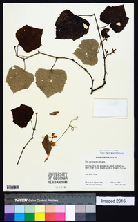 Vitis mustangensis image