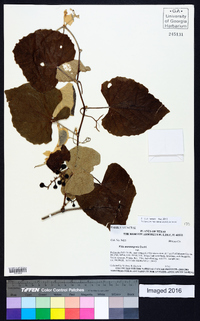 Vitis mustangensis image