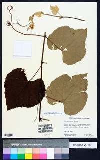 Vitis mustangensis image