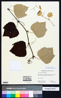 Vitis mustangensis image