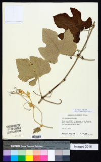 Vitis mustangensis image