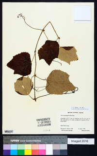 Vitis mustangensis image