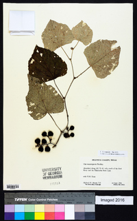 Vitis mustangensis image