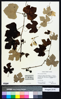 Vitis mustangensis image