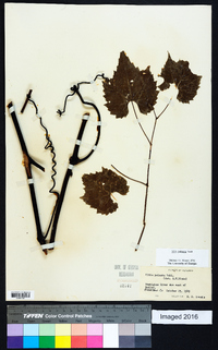 Vitis palmata image