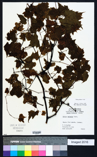 Vitis palmata image