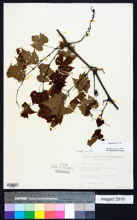 Vitis palmata image