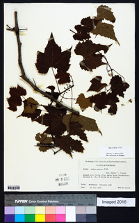 Vitis palmata image