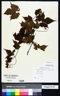 Vitis palmata image