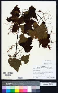 Vitis palmata image