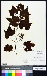 Vitis palmata image