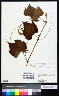 Vitis palmata image