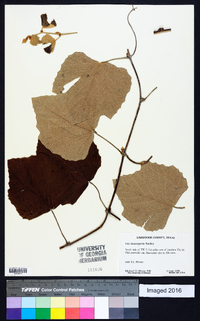 Vitis mustangensis image