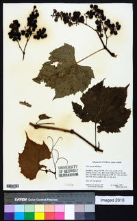 Vitis riparia image