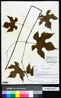 Vitis riparia image