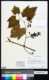 Vitis riparia image