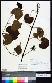 Vitis riparia image