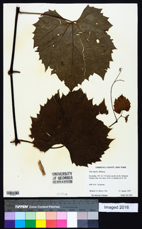 Vitis riparia image