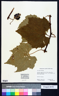 Vitis riparia image