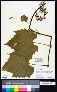 Vitis riparia image