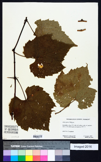 Vitis riparia image