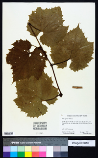 Vitis riparia image