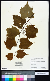 Vitis riparia image